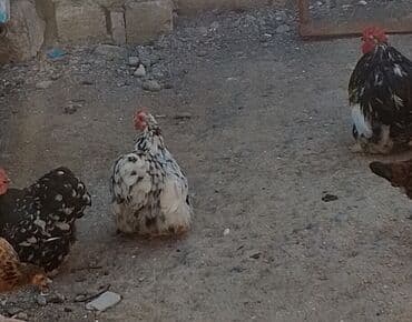 simental inekler azerbaycanda: Lyankyar cinsindən olan bu toyuqlar dekorativ görünüşü və kiçik — 4