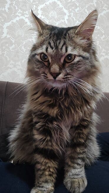 Gəmiricilər: Meyn-kun, Erkək — 2