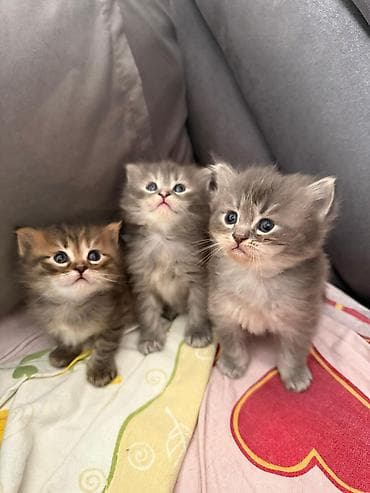 pisik geyimleri: Şotland, Erkək, Dişi, Yaxşı əllərə, Ünvandan götürmə, Pulsuz çatdırılma, Ödənişli çatdırılma — 3