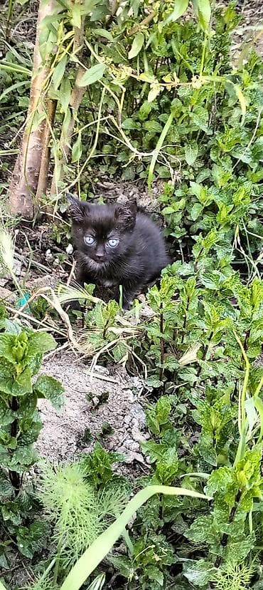 pisik sahiblen: Yaxşı əllərə — 1