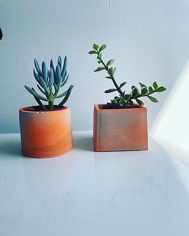 studiya otaq: Suculent bitkilər – dekorativ mini kompozisiyalar 1 ədədi 15 Azn - 2 — 1