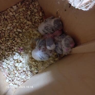 Tutuqusu balalari 4 eded ana ata hamsi 100 azn son qiymet ana renbov