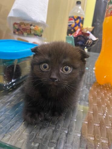 pişik üçün tualet: Şotland, Yaxşı əllərə — 2