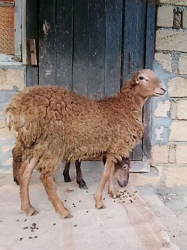 dovşan satılır: Salam aleykum quzular satılır ağ baş 290 manat o biri 330 manat — 4