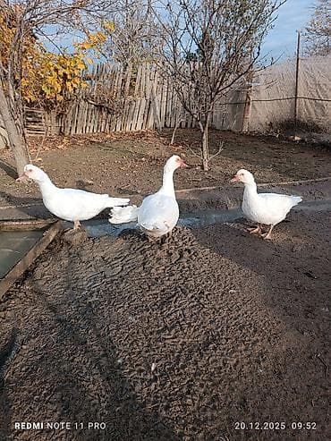 Dişi, | Lal ördək, Damazlıq, Ünvandan götürmə, Ödənişli çatdırılma