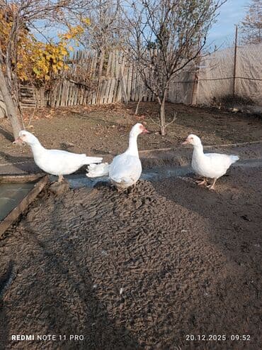 sabuncu toyuq bazari 2023: 10 dənə (6 dişi, 4 erkək) 7 aylig lal ördəklər Sağlamdırlar bağ — 2