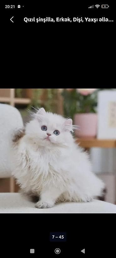 it pişik: Britan — 6