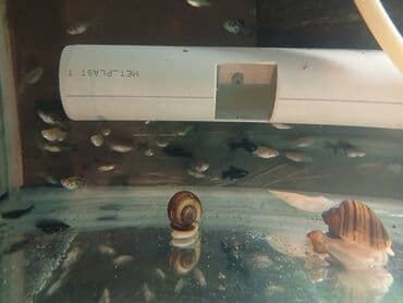 Molinezi, Sülhsevər lalafo.az -da Molinezi, Sülhsevər