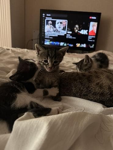 pişiy cantası: MEHRİBAN BALALARA ETİBARLI YUVA AXTARILIR! 🐾 Bu şirin balalar öz yeni — 2