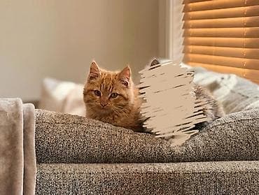 Erkək, Dişi, Yaxşı əllərə — 5