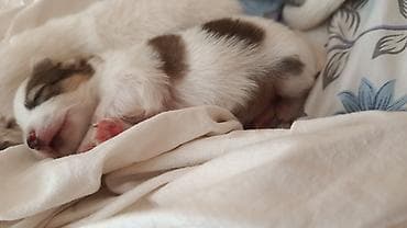 itlərin cütləşmə vaxtı: Şpitz, 1 ay, Dişi, Peyvəndli — 4