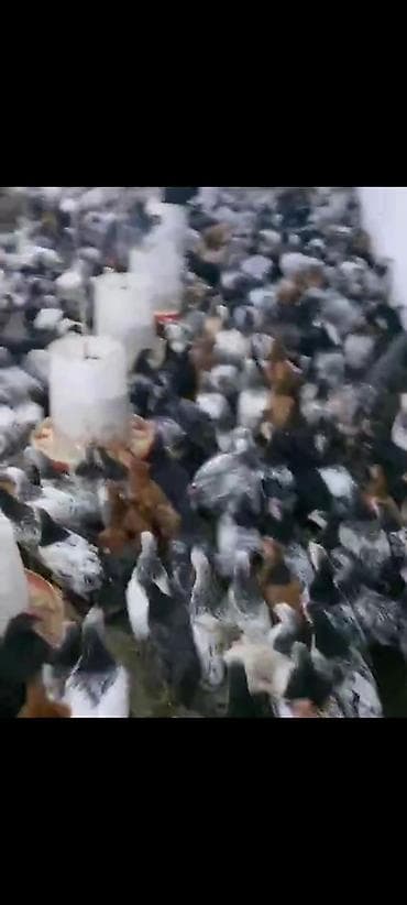 xaski balalari satilir: Colpalar satllr — 1