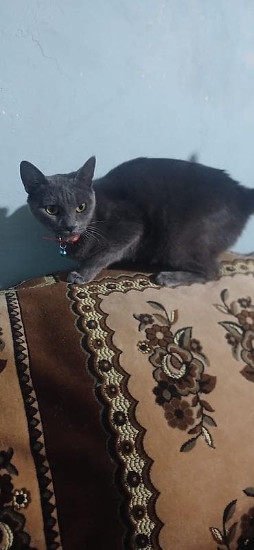 cucelerin satisi: Şotland yastı qulaq — 3