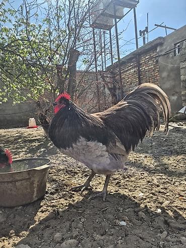 cücə və xoruz: Salam Aleykum 1 yaşi var .Ciddi şexsler narahat etsin — 9