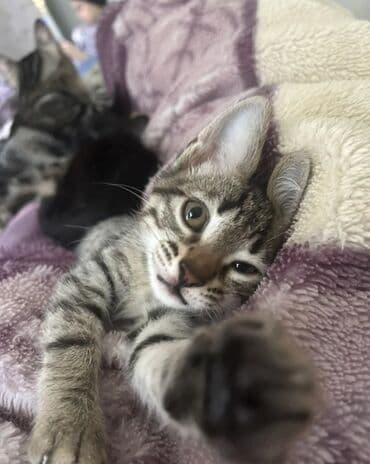 Audi: Tabbi, Erkək, Yaxşı əllərə, Pulsuz çatdırılma — 1