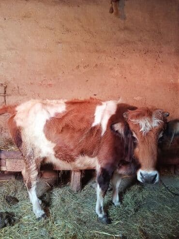 Qoyunlar, qoçlar: İnək satılır! 3cü balasıdı dişi baladı 11 aylıq. İnək sağılmır — 3
