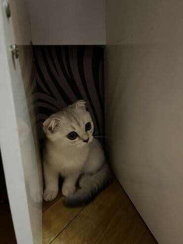 вислоухий кот цена: Шиншилла, Самка, В добрые руки, Бесплатная доставка — 2