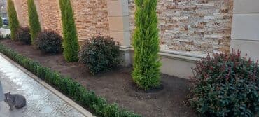 lipa ağacı: Dekarativ agaclarin satisi qazon torpaq torf diger gubrelerin satisi — 19