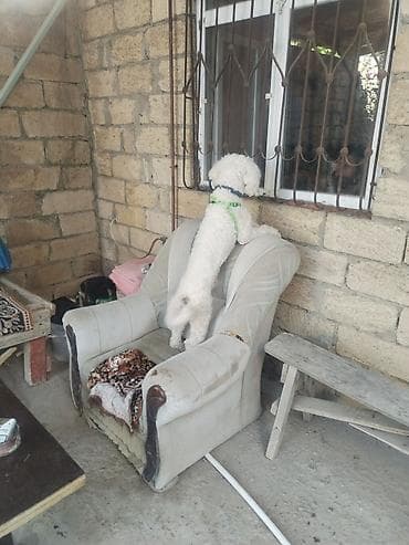 it: Bişon Frize — 1