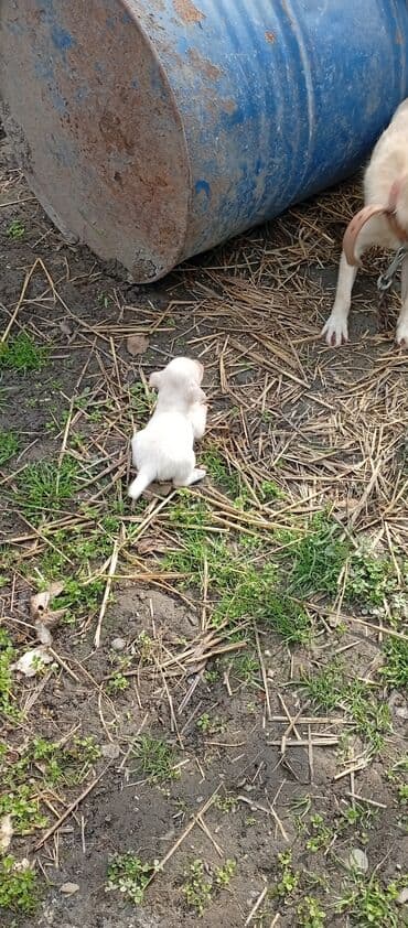 ən gözəl it adları: 1 ay, Erkek, Peyvəndli, Ödənişli çatdırılma — 3