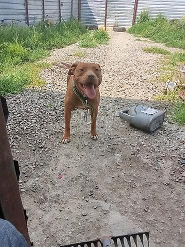 Heyvanlar: Pitbul, Peyvəndli — 6