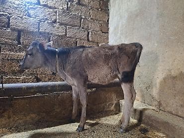 inəklə barter: 12 litir süd verir 4 qarındı 2 aydı doğub balası dişdi — 5