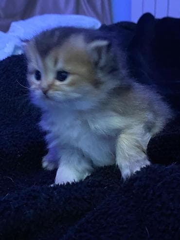 ev heyvanları: Qızıl şinşilla — 1