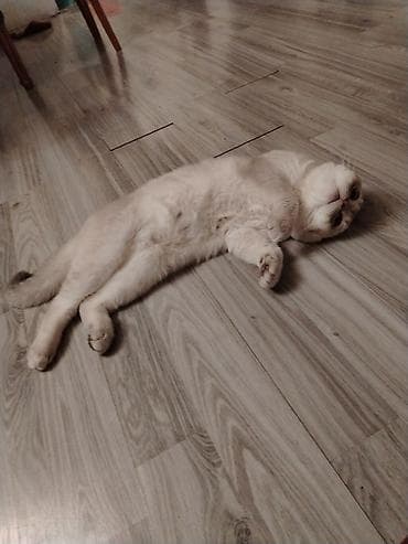 pişik yuvası: Şotland yastı qulaq, Erkək, Cütləşmə üçün — 2