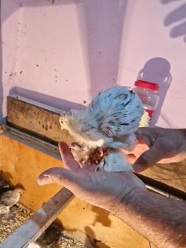 Toyuq cücələri, Damazlıq