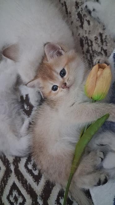 Qızıl şinşilla, Erkək, Dişi, Yaxşı əllərə, Ödənişli çatdırılma, Ünvandan götürmə — 3