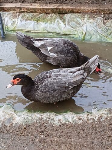 Lavanda lal ördəklərin balası satılır