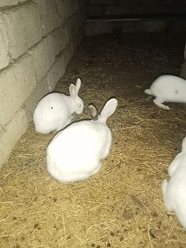 Козы, козлята: Dovşanlar Satılır Optovoy Satılır 8 Dənədi Hazır Bala veren mayalar — 3