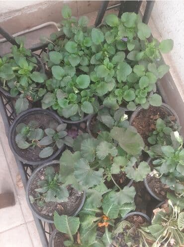 helba bitkisi faydaları: Уличные растения — 1