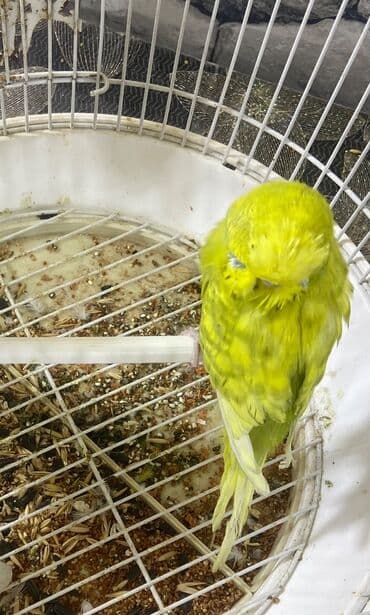 İtlər: Gözəl rəngdə təmiz növ.Erkək. Barter olar başqa növ quşlarla,buyurun — 1