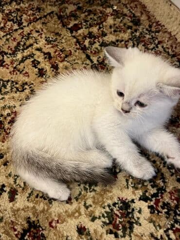 pişiy adları: Britan — 4