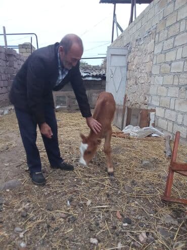 yerli cins inekler: Qırmızı-boz rəngli buzaq - Növ: iri buynuzlu mal-qara (buzaq) - Rəng — 5