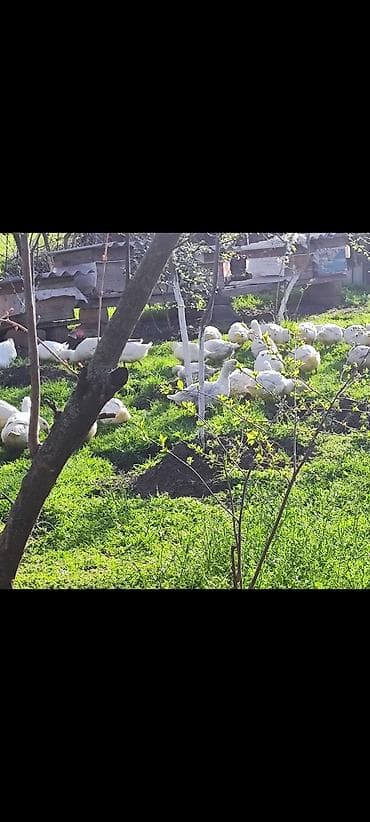 ağ pişik: Məhsul: Ağ ördəklər (sürü halında) Təsvir: - Açıq məkanda otlaqda — 3