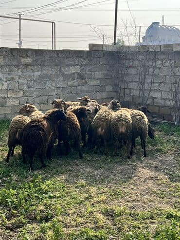 Бусы: 3 ay bordağ saxlanılmış quzular 40+ kq diri çəki,Tam sağlam . Qiymət — 2