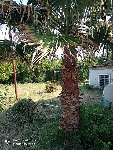Дом и сад: Məhsul: Dekorativ xurma palması (fan palm, Washingtonia tipli) — 1