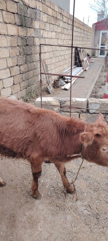 xaski itleri qiymeti: Super saglam damazlig danalar — 8