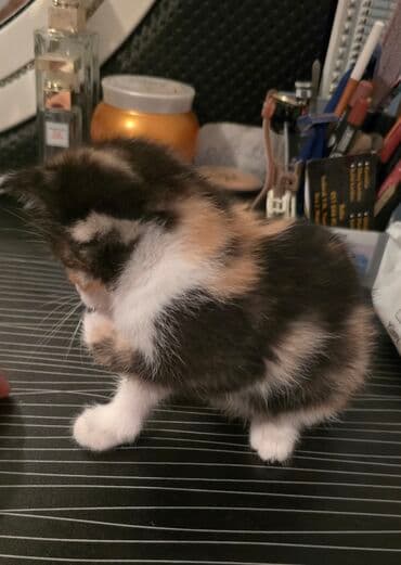 pişik biti: Dişi, Yaxşı əllərə — 1