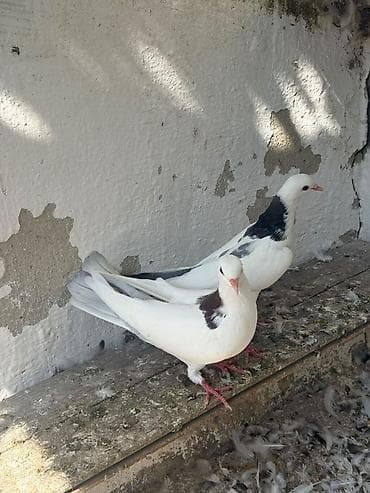 goyercin berde type 0: Cavan quslardi goy boyun mayadi mor erkey olmalidi — 2