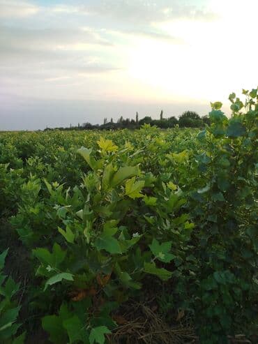 zeytun satışı: Hər növ ağac tinglerinin satışı — 4