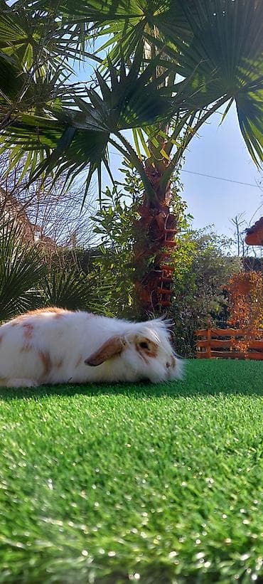 Atlar: Wekilde gorduynuz Xolandski lop mini erkek satilir saglamliqina — 2