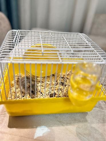 xamyak nedir: Satılır 🐹💛 Çox şirin və sağlam 1 ədəd hamster satılır. Ev şəraitində — 4