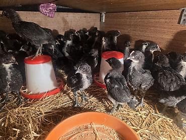 Toyuq cücələri, Ətlik, Ünvandan götürmə