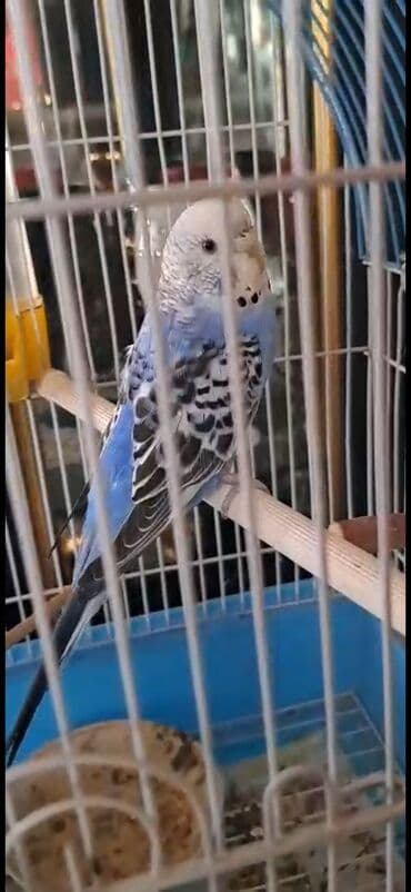 sultan quşu: Bala verməyə hazırlaşan muhabbət quşları.Sağlamdırlar və aktiv — 2