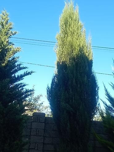 beryoza ağacı: Thuja (evergreen dekorativ ağac) - Növ: Thuja/ardıc tipli həmişəyaşıl — 8