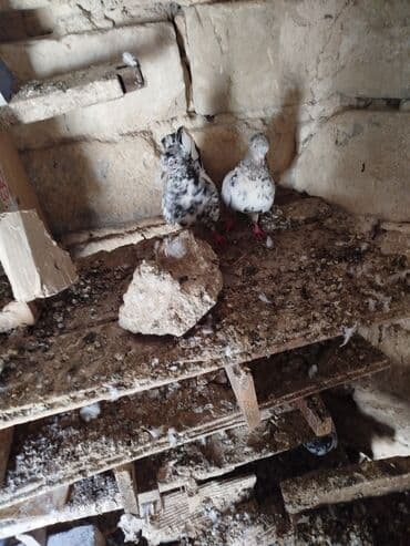 пудель в добрые руки: Şəkillərdə müxtəlif rənglərdə və bəzi fərqli xüsusiyyətlərə malik — 13