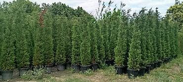 püste ağacı: Thuja və dekorativ kollar – qablarda - Növlər: şam ağacı tipli — 7